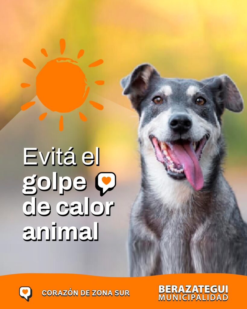 CONSEJOS DE LA CLÍNICA VETERINARIA MUNICIPAL DE BERAZATEGUI PARA  PREVENIR E IDENTIFICAR GOLPES DE CALOR EN PERROS Y GATOS