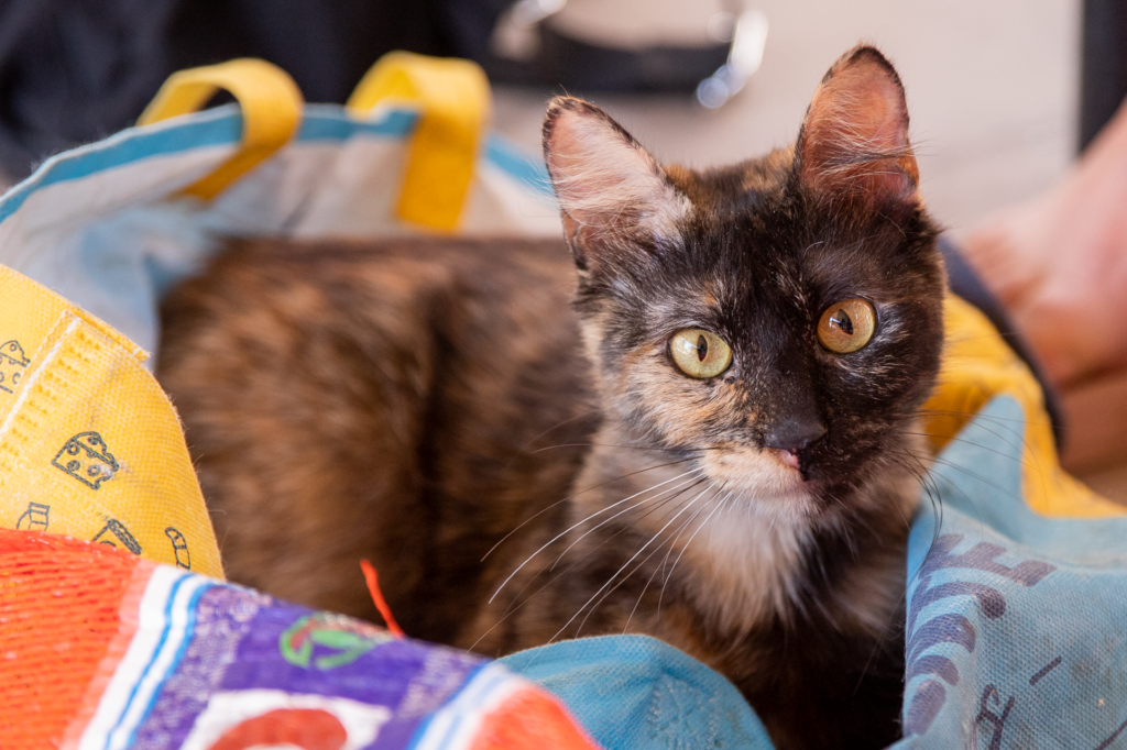 LANÚS: QUIRÓFANO MÓVIL EN PARQUE MUNICIPAL JUAN PIÑEIRO